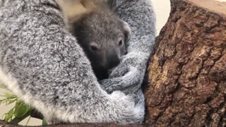 Koala born at Zoo Miami named ‘Hope’ in honor of Australian wildfire victims