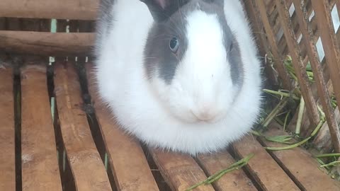 Rabbits mating age 11 days