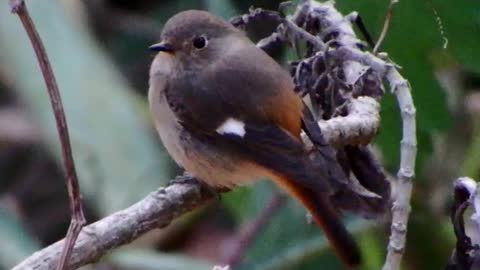 Darian Redstart (female) bird video