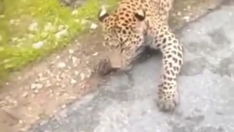 Man pulls leopard by tail, everyone asks 'who is the animal'