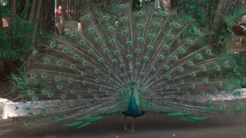 Amazing peacock birds video