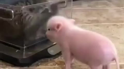The cat plays with a mini pig