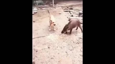 Funniest Cats and Dogs Videos 2024