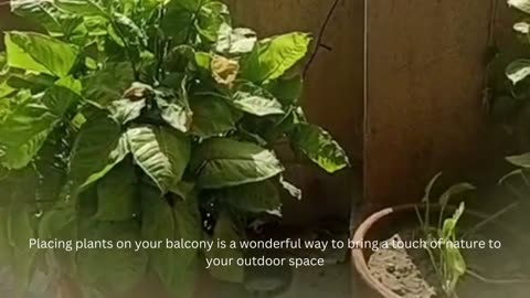 Plants In Balcony Gives Nature's Touch To Your Life