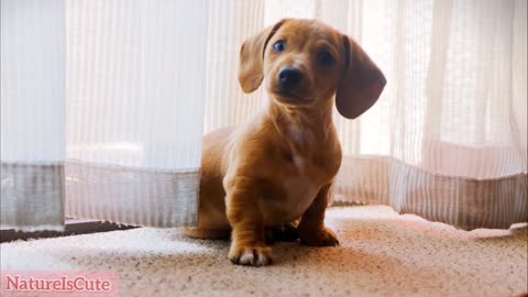 Cute Puppy saw his owner after a long time