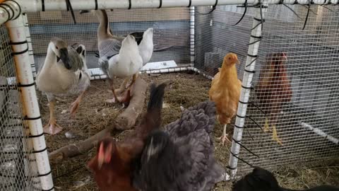 Crazy Geese Bullying Chickens