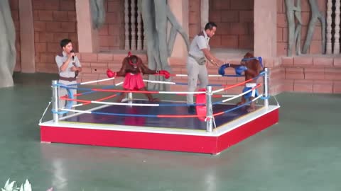 Funny Orangutan Boxing. They Display Funny Actions