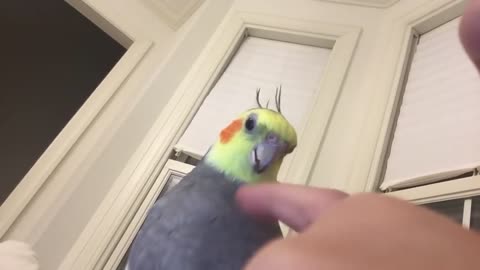 Cockatiel sings when she gets her tummy rubbed !