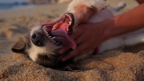 Man Play With Dog