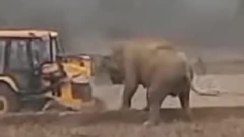 Unbelieveable power ofthe elephant vs jcb