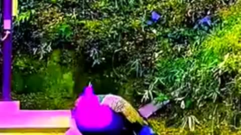 Bird video. Mind rrelaxing video .Beautiful Video