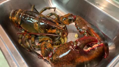 LIVE PET 15lb LOBSTER ONLINE! AWESOME!