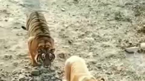 Cat funny video cat's meow meow meow 😺😺😺 tiger