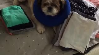 Dog with cone on head throws off laundry