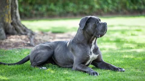 Bravest Dogs_Top 10 Bravest Dog Breeds In The World!