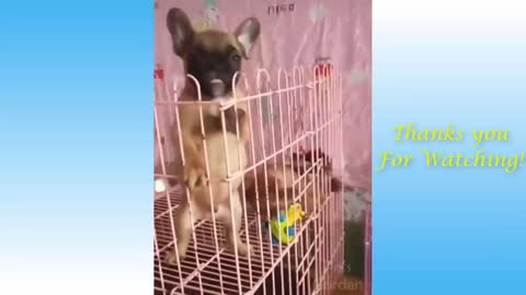 Cute Pets And Funny Animals Compilation-1
