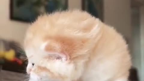 Cute small cat calling mom 🥰🤩 || Must watch