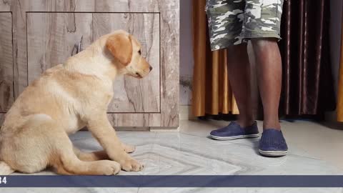 Labrador Puppy Training - Day 1st -- Training Session