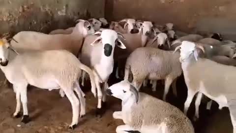 the sheep the sheep