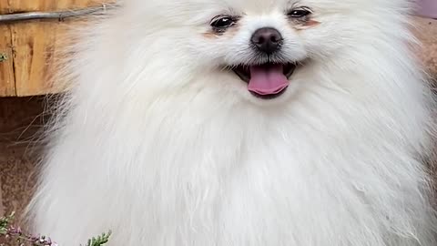 White Pomeranian Puppy happy smiling