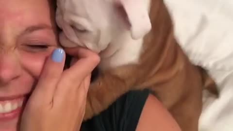 Puppy Demands Owner To Pay Attention To Him