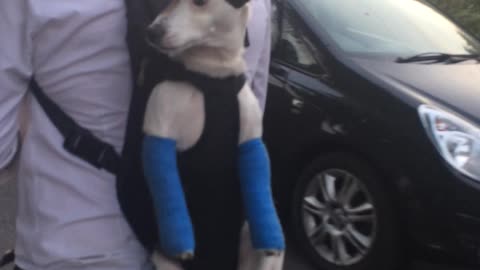 Dog finds new way to go for walk after falling from window
