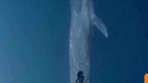 Swimming with Giants: Female Diver's Magical Encounter with a Huge Whale