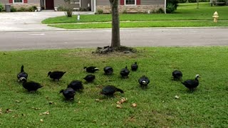 Nick Rivera aka Nickzter - Ducks hanging out at My front yard