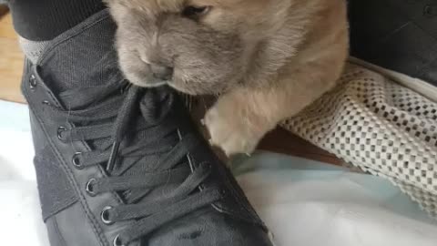 Chow Chow puppy undoing shoelaces