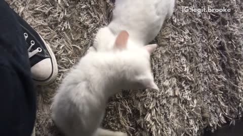 Two white kittens play fight