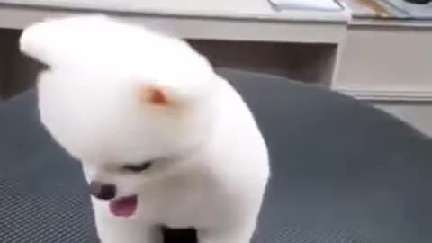 funny haircut dog