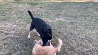 Layla and Friends at the Bill Archer Dog Park!