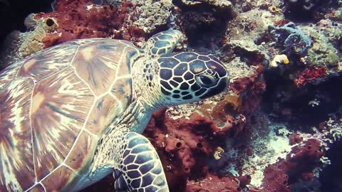 A Turtle Swing