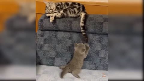 Funny videos funny cats