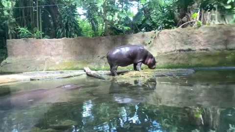 #Hippopotamus | #Hippo | #Nocopyright | #jungle | #Animal | #no copyright video | #Royalty Free