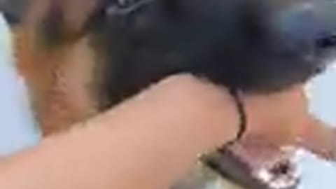 Angry german shepherd attack owner dog bite my hand why my dog bite my hand S