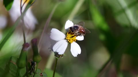 The bee manipulates the flowers