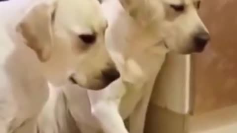 Funny Dog vs monkey 2021 TRY not to laugh