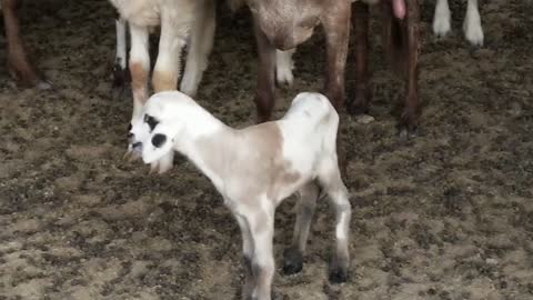 Goat pup lovely baby