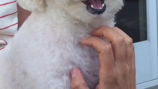 White dog gets stomach scratched by owner outside