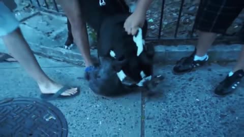 VIRAL Pitbull attack small dog silky terrier