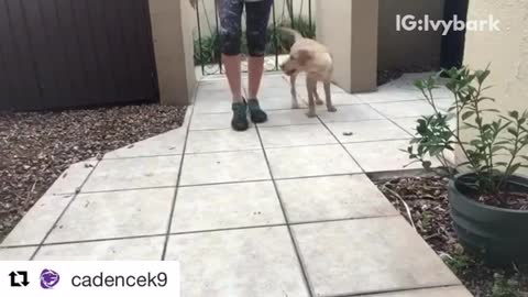 Brown dog doing tricks with woman on white tile