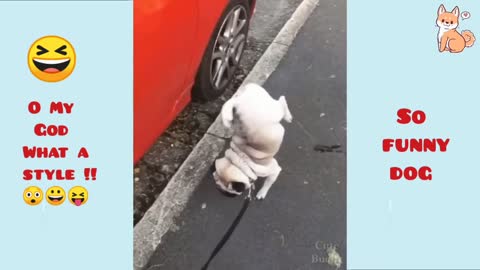 dog urinating on two legs !!!! 😲😀😆😆