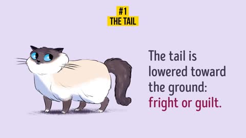 UNDERSTAND YOUR DARLING CAT BETTER in 5 WAYS