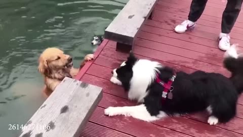 Funny animals video guaranteed to raise your smile