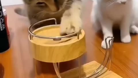 funny and cute cats