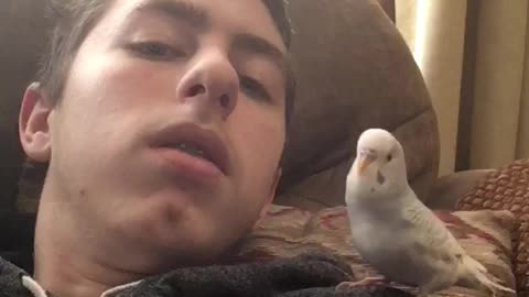 Larry the Parakeet says Achoo