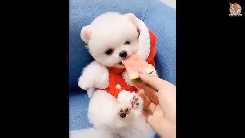 Cute Puppies ♥️ dog cute love puppy