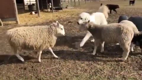 Great Pyrenees Breaks up Fight