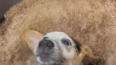 Heeler Protects Friend From Hair Dryer